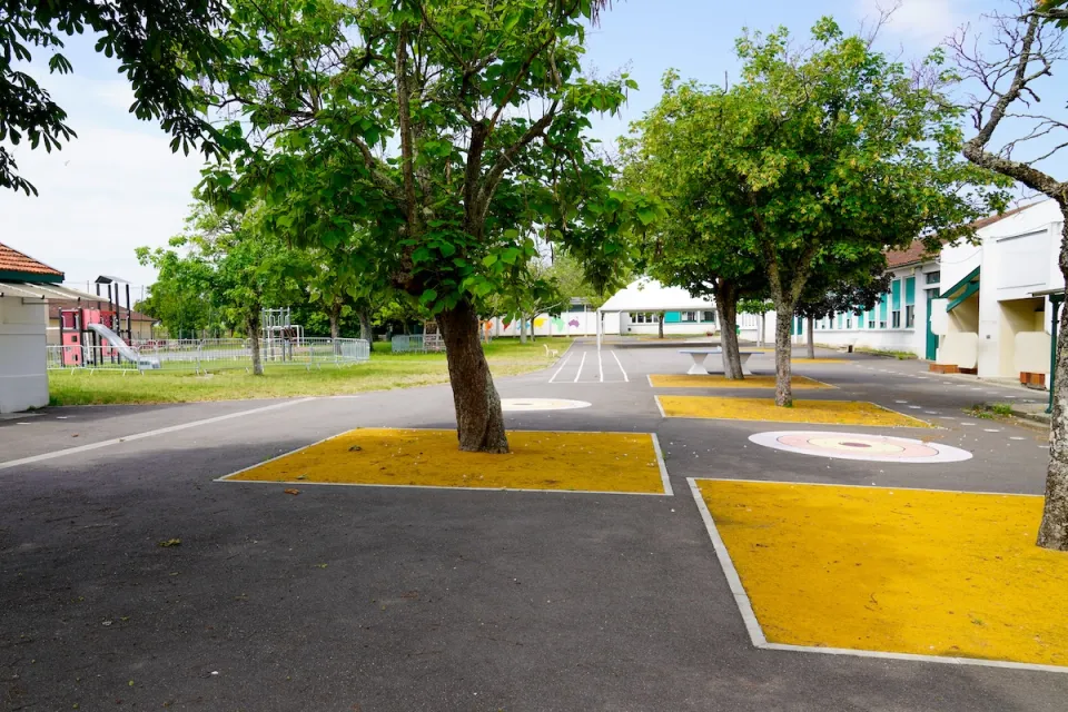 Trees in a schoolyard.
